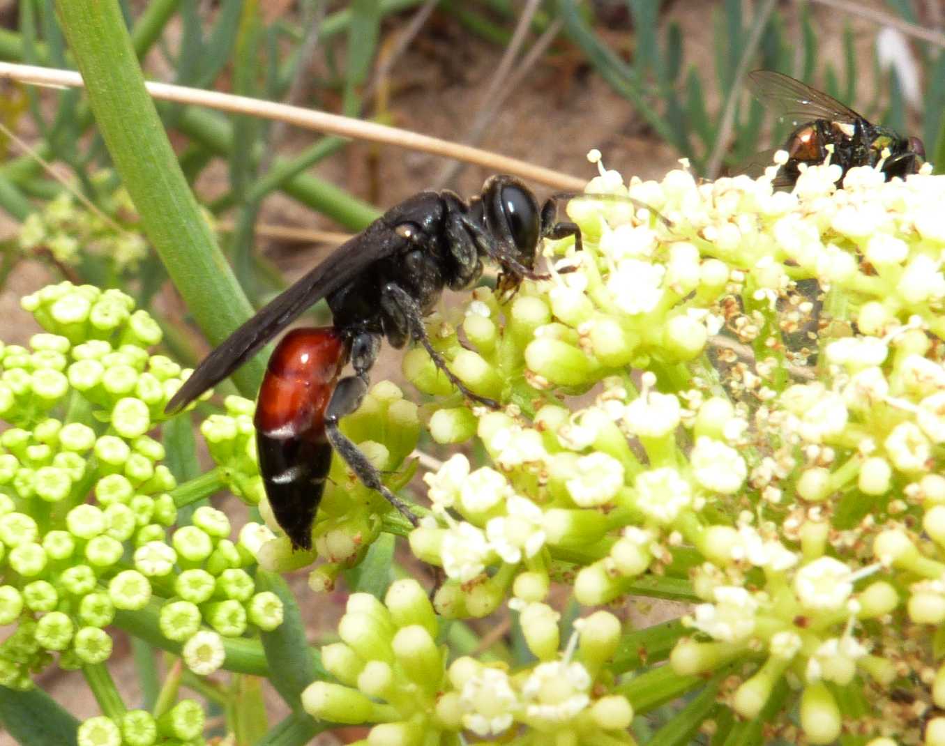 Pompilidae? No. Larra anathema (Crabronidae)